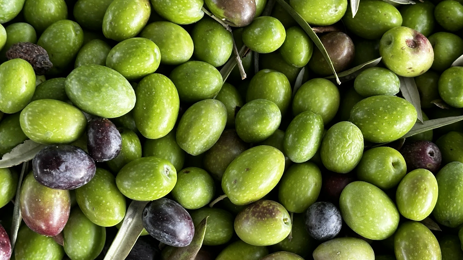 fresh olives ready for cold pressed olive oil